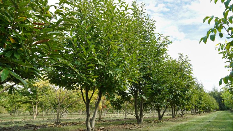 Where does the edible chestnut grow and how is it grown?