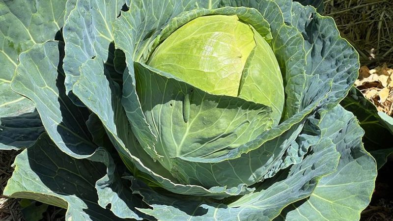 Cabbage benefits