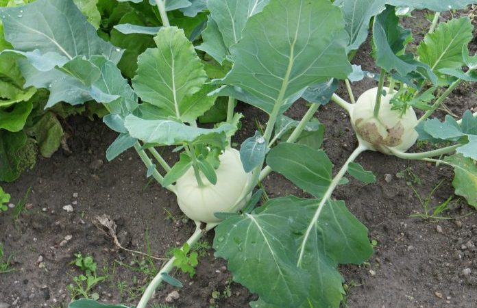 Turnip cabbage benefits