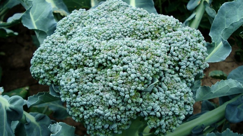 Broccoli planting