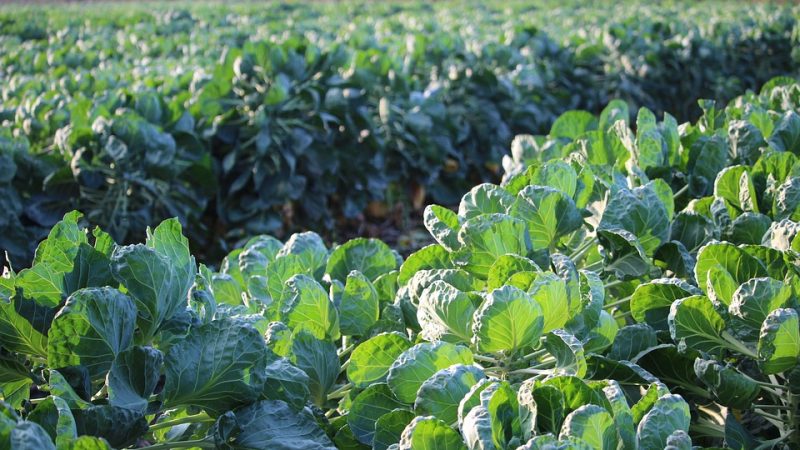 Brussels sprouts planting