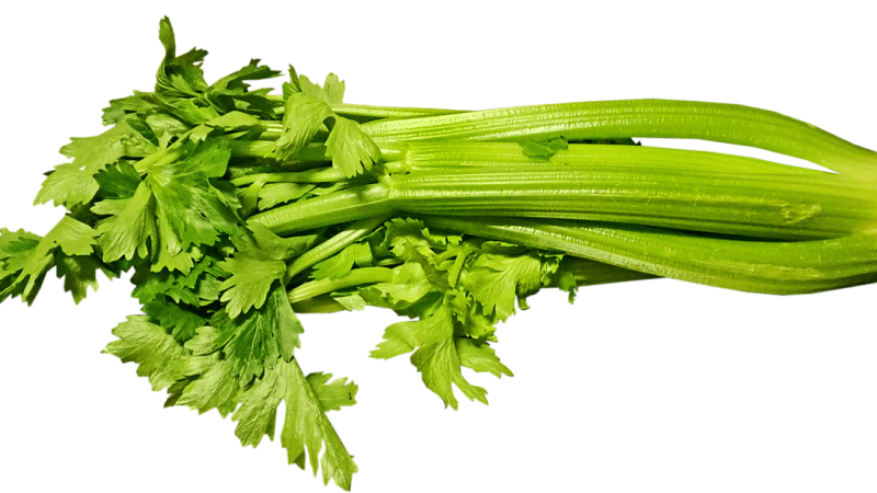 Celery seeding