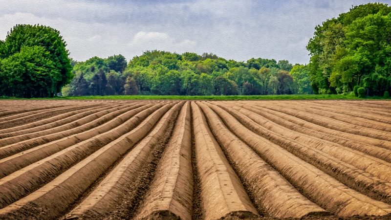 Asparagus planting