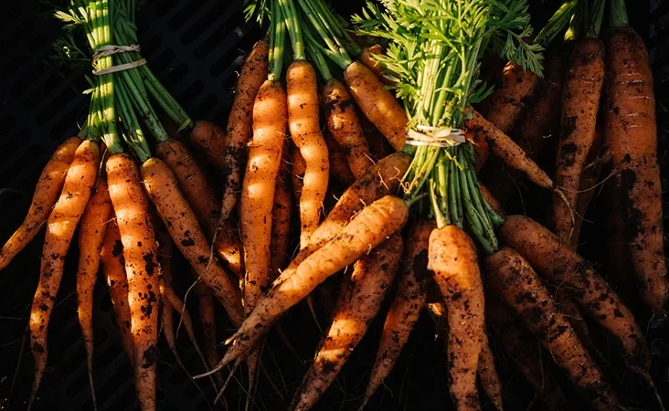 Carrots benefits