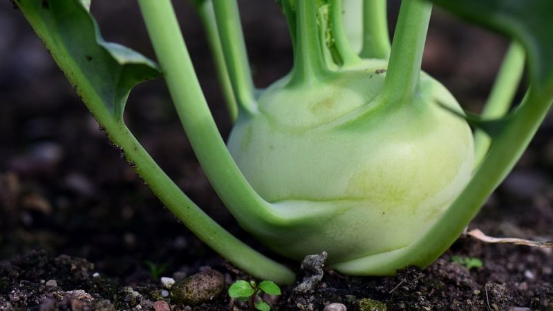 Turnip cabbage planting
