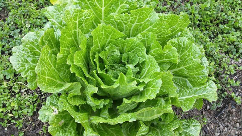 Chinese cabbage planting