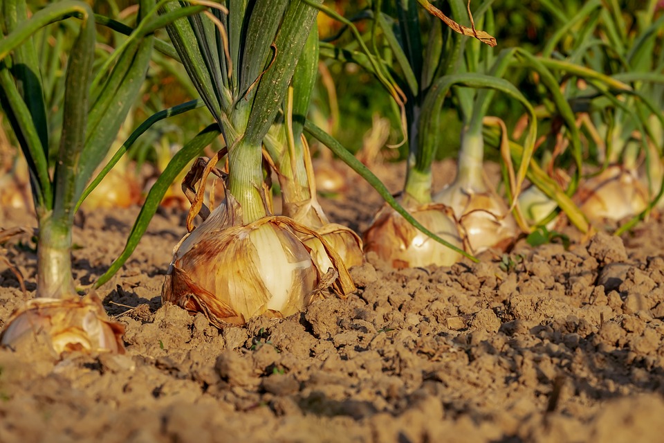 Onion planting