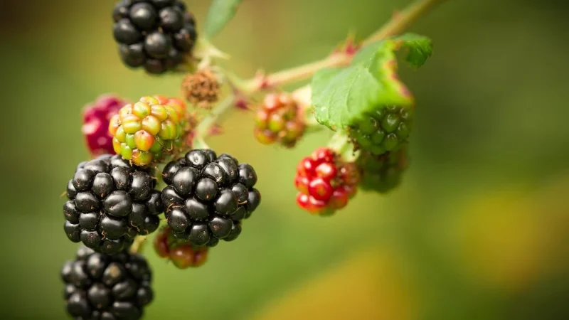 Blackberries benefits