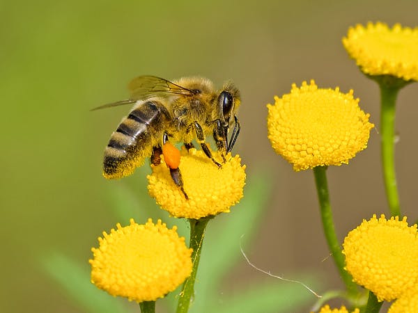 Facts about bees