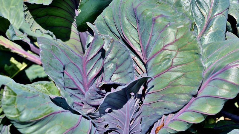 Red cabbage planting