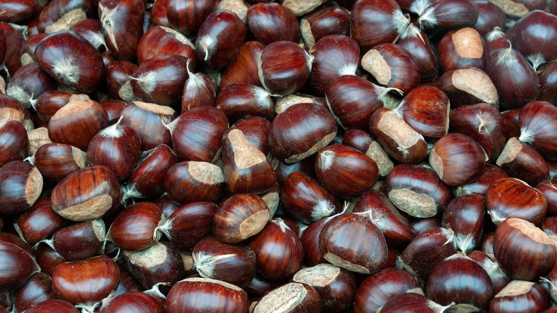 How to prepare an edible chestnut