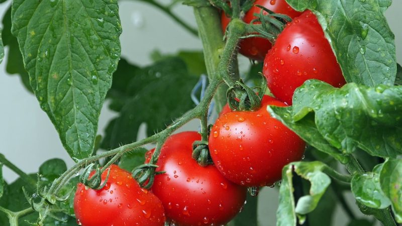 Tomatoes seeding