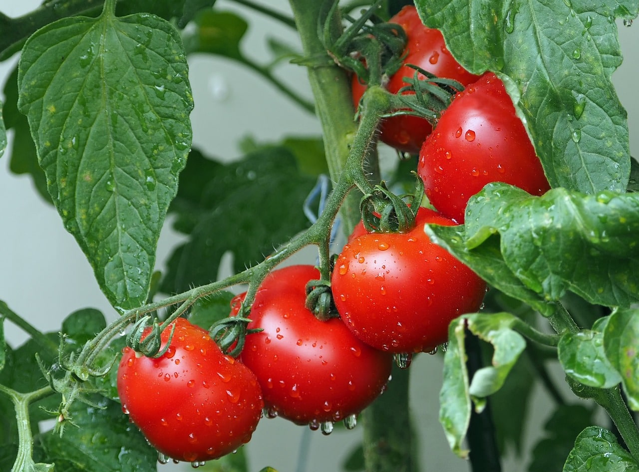Tomatoes seeding
