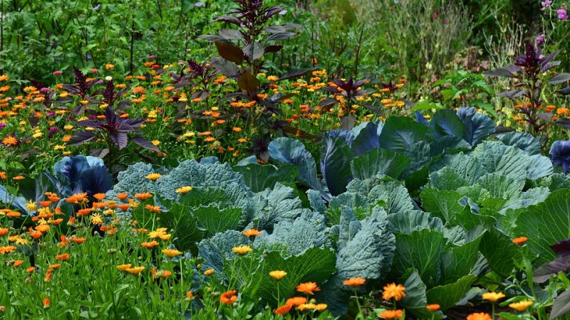 Cabbage planting