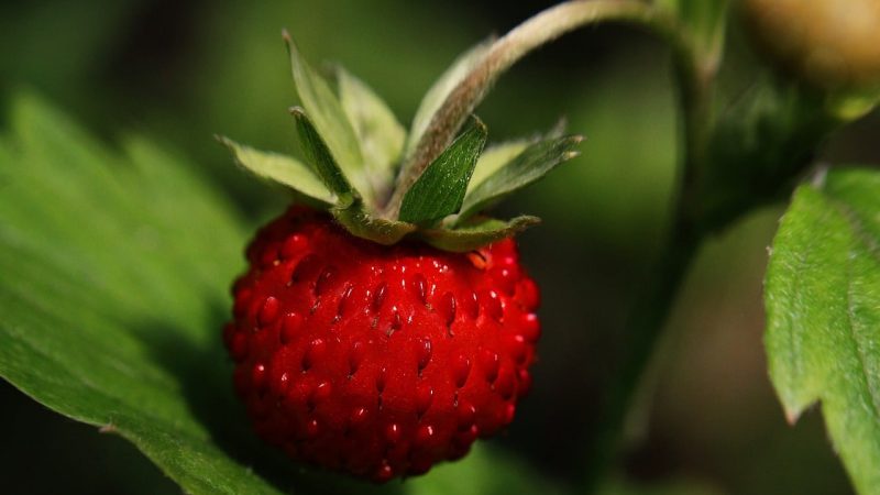 Strawberries benefits