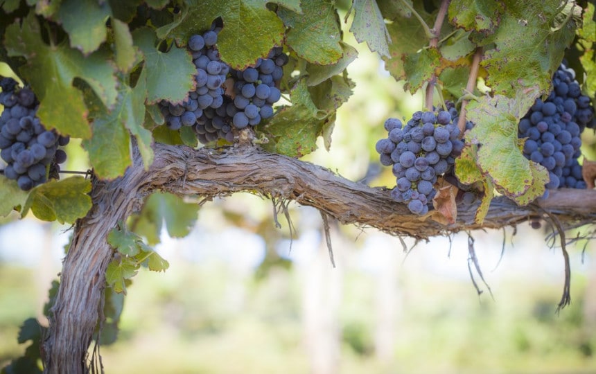 A Guide to Planting Vines: When and How to Grow Your Own Beautiful and Productive Vineyard