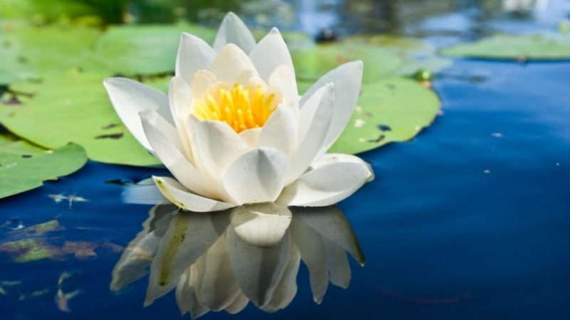 How and when to plant water lilies?