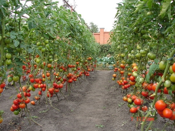 Tomatos seeding in garden
