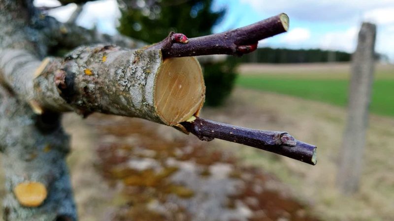 When to Vaccinate Fruit Trees: A Guide for Healthy and Productive Trees