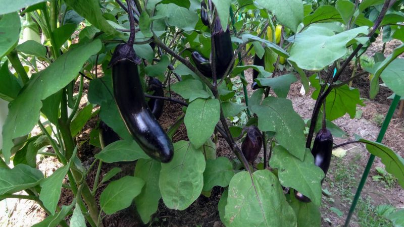 How to grow eggplant at home?