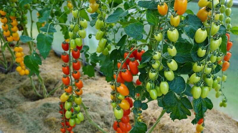 Tomatos seeding at greenhouse