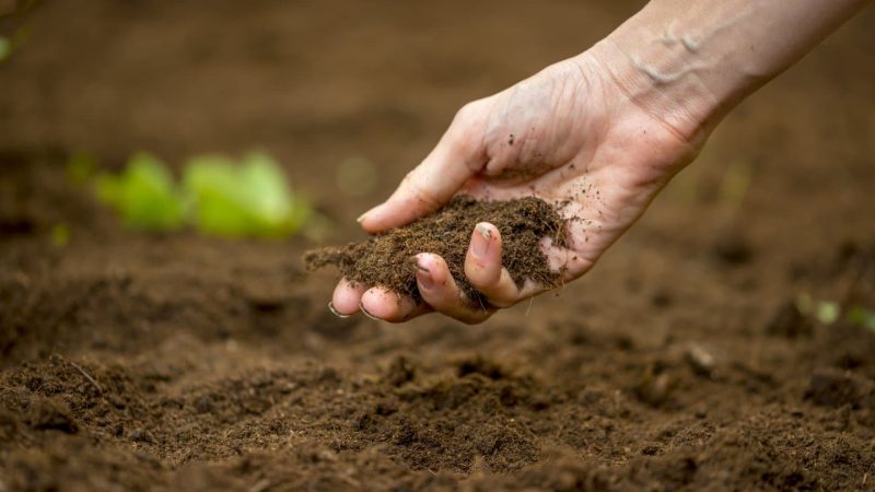 5 Simple Tips for Improving Your Garden Soil