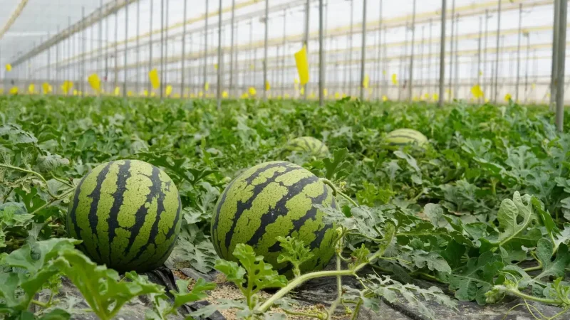 Tips for Planting Watermelons in a Greenhouse: A Guide to Growing Sweet and Juicy Melons All Year Round