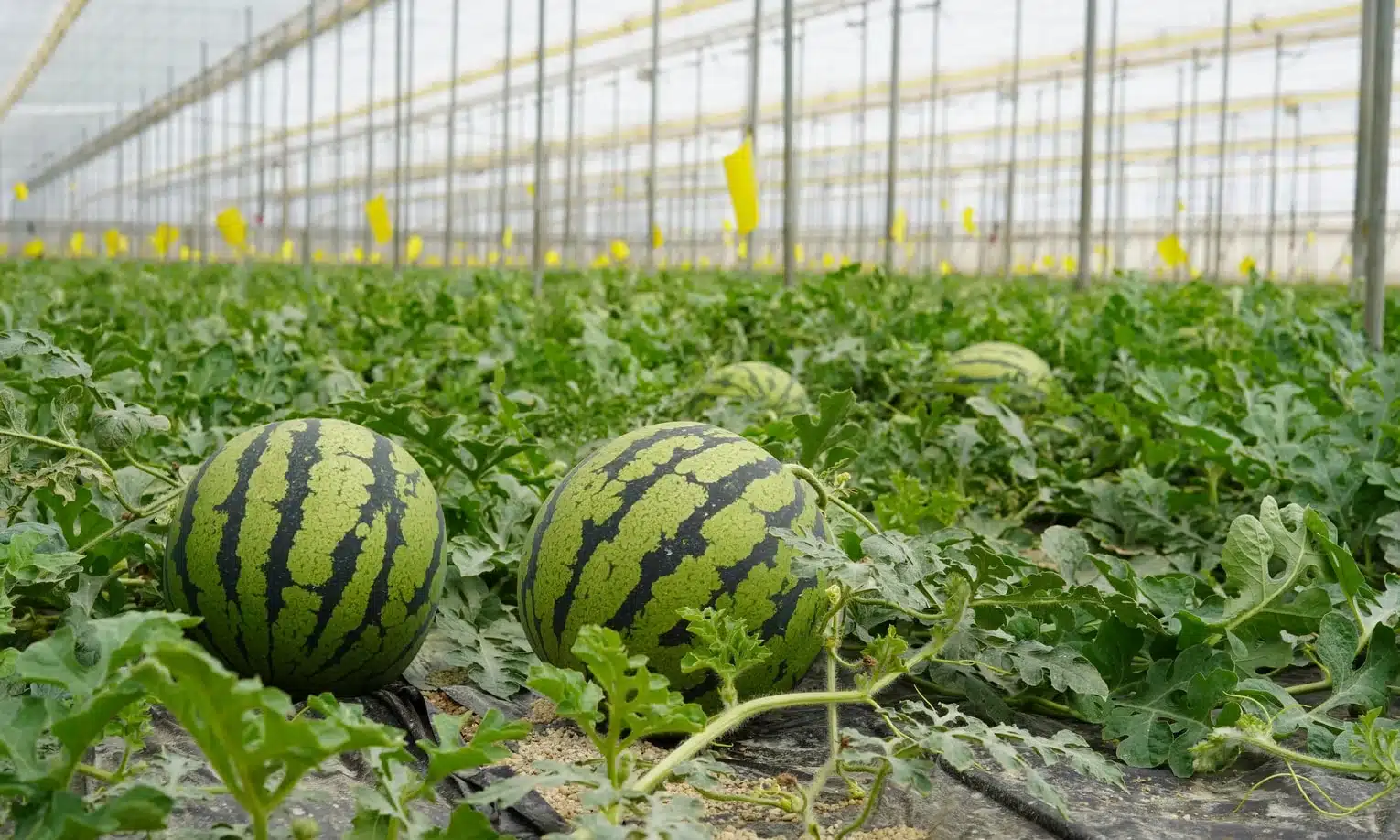 Tips for Planting Watermelons in a Greenhouse: A Guide to Growing Sweet and Juicy Melons All Year Round