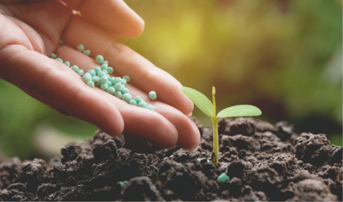 A Comprehensive Guide to Fertilizing Plants: When and With What to Use