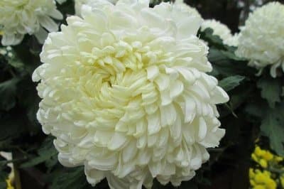 Chrysanthemum propagation tips