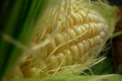Tips for sowing corn
