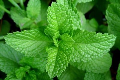 Sowing mint – tips