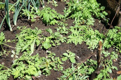 Weed control tips