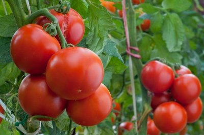 Tomato pruning